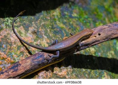 scincomorpha stock photo  shutterstock