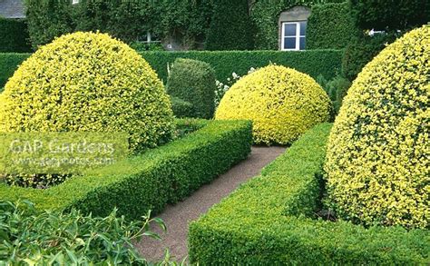 Gap Gardens Domes Of Buxus Sempervirens Aureovariegata Clipped