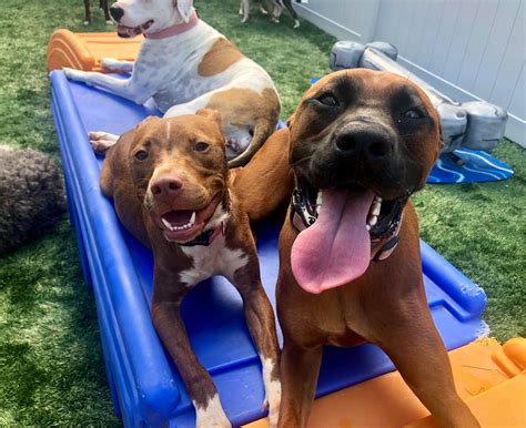 Dog Daycare, Boarding, Spa | Dogtopia New Orleans