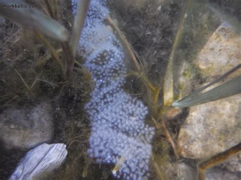 Yellow Perch Aquaponics: The Best Fish? - HowtoAquaponic