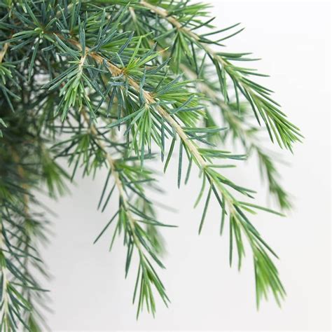 Blauwe Ceder Cedrus Deodora Deodora Feelin Blue Bomenwebwinkelnl