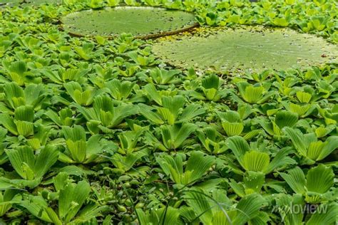 Vitória Régia Planta Aquática Típica Da Região Amazônica Manaus