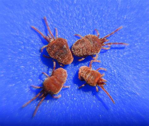 What Are Chiggers? | Wonderopolis