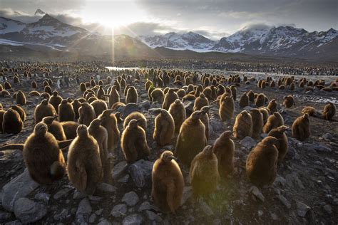 New BBC Documentary Seven Worlds One Planet Captures Life In