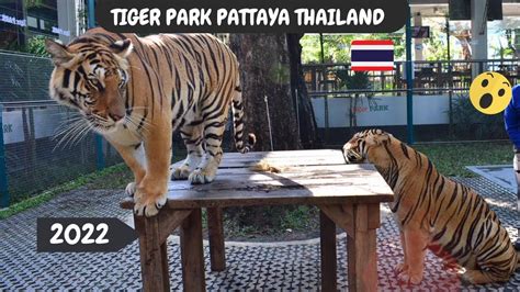 Tiger Park Pattaya Thailand Series Nagi Vlogs Youtube