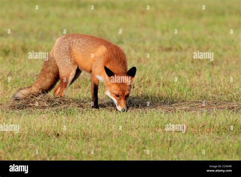 Rotfuchs tier beute deutschland -Fotos und -Bildmaterial in hoher ...
