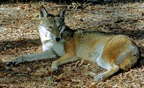 Red Wolf Canis Rufus Photograph By Millard H Sharp Fine Art America