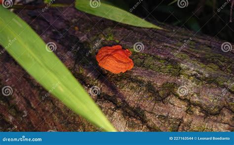 Macro Of Tiny House Dust Mites Barely Visible To The Naked Eye Royalty Free Stock Photo