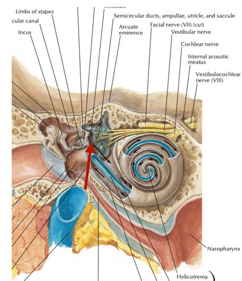 Head And Neck Anatomy Internal Ear