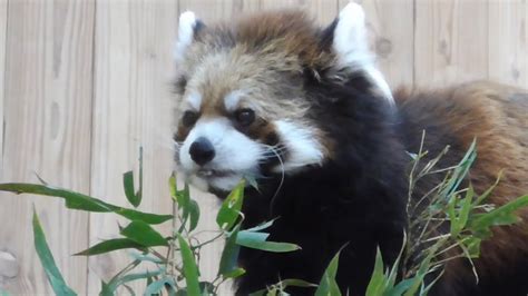 レッサーパンダ ライムくん 補充された笹の葉を食べにいく 【桐生が岡動物園】 Youtube