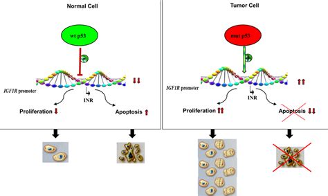 Impact of p53 status on cell proliferation and apoptosis. Under normal ...