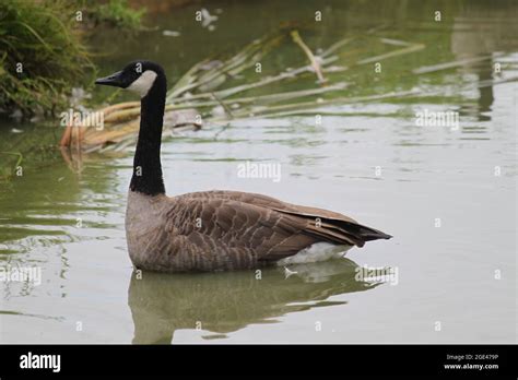 Goose In Pond Stock Photo Alamy