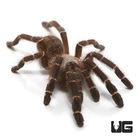 Bamboo Earth Tiger Tarantula (Taksinus bambus) For sale - Underground ...