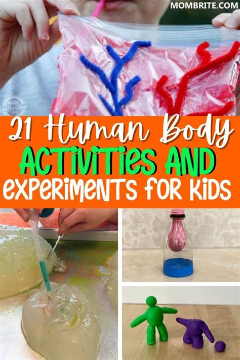 23 Fun Human Body Activities And Experiments For Kids In 2024 Human