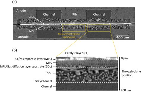 On The Water Transport Mechanism Through The Microporous Layers Of