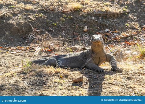 Komodo - Giant Venomous Komodo Dragon Stock Photo - Image of nature