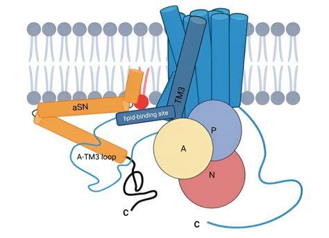 The Dual Role Of Well Known Protein Sheds Light On Parkinsons Disease