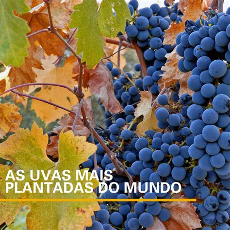 J Parou Para Pensar Quais As Uvas Mais Populares Em Todo O Mundo