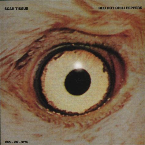 Scar Tissue Red Hot Chili Peppers Traduzione E Testo