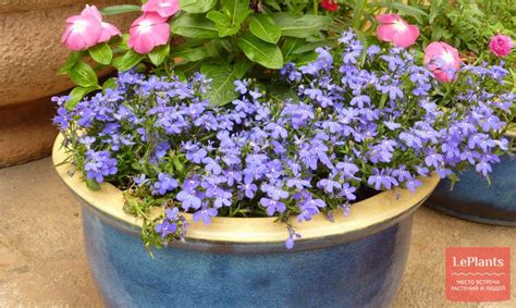Лобелия Эринус (Lobelia erinus) — описание, выращивание, фото | на ...