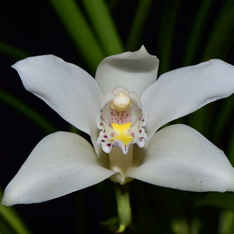 Cuidados Esenciales Para La Orqu Dea Cymbidium Ecologiayvida