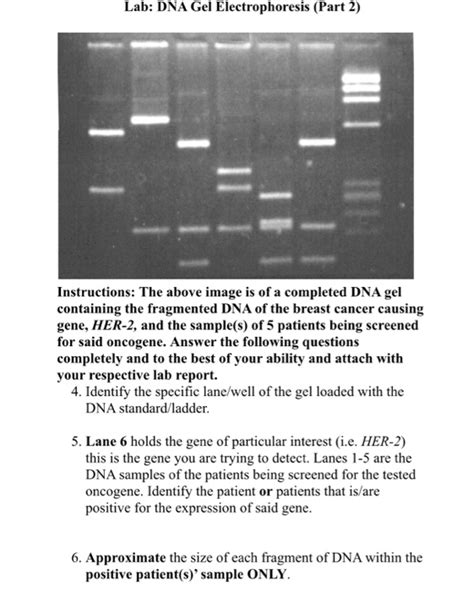 Solved Lab: DNA Gel Electrophoresis (Part 2) Instructions: | Chegg.com
