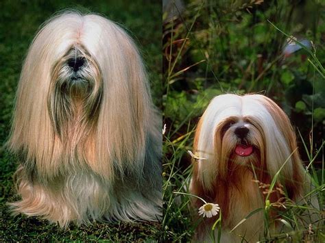 Dos cachorros, perros, cachorro, doggi, bonito perro, Fondo de pantalla ...