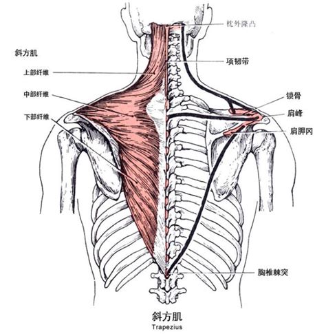 斜方肌的起止点和功能 健身吧