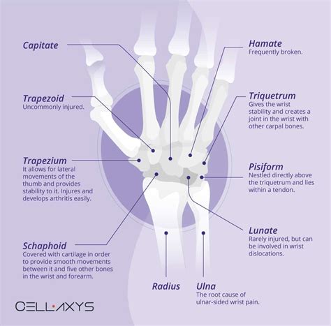 anatomy  wrist