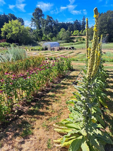 Gathering Sage Medicinal Herb Farm