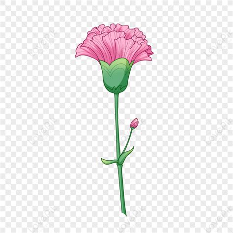 Red Carnation Png White Transparent And Clipart Image For Free Download