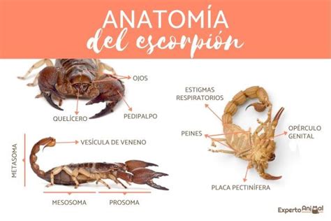 Excursión Petición Lágrima anatomia del alacran Proverbio Neuropatía