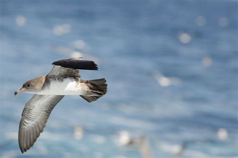 Pink Footed Shearwater Audubon Field Guide