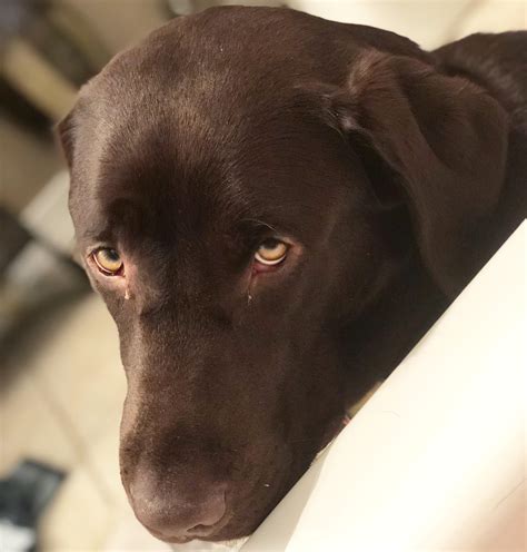 sad     dog     rpics