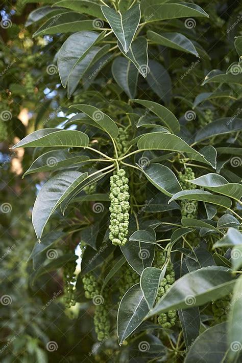 phytolacca dioica tree close  stock photo image  plant ombu