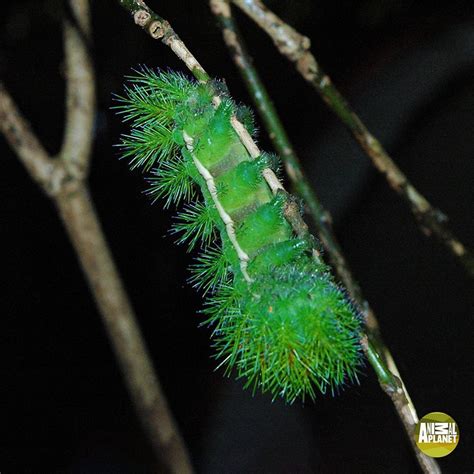 Didyouknow The Lonomia Obliqua Is The Deadliest Caterpillar In The