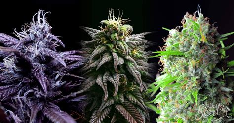skunk haze kush les familles de varietes de cannabis weedseedshop