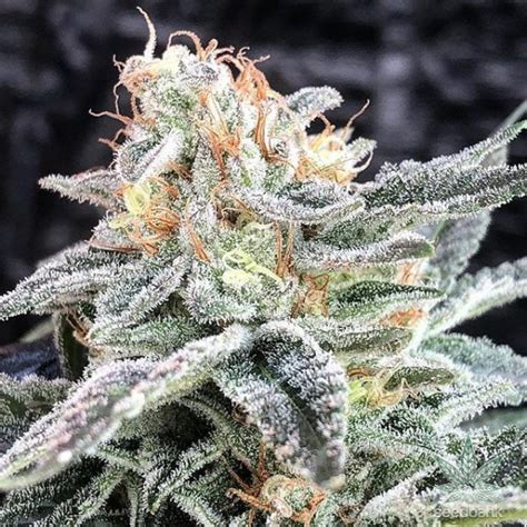 Zkittlez Weed Strain Seeds for Sale | Seed Bank