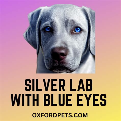 Silver Lab With Blue Eyes: Beginners Guide 101 - Oxford Pets