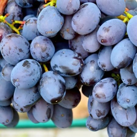 Саженцы плодовых деревьев в Сады Беловых | интернет-магазин, питомник