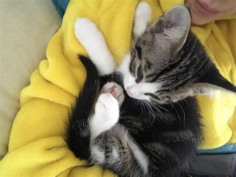 8 weeks old, I’ve got him 2 days ago but he’s already so affectionate