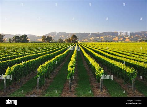 Marlborough Vineyard Wairau Valley Blenheim Marlborough Region