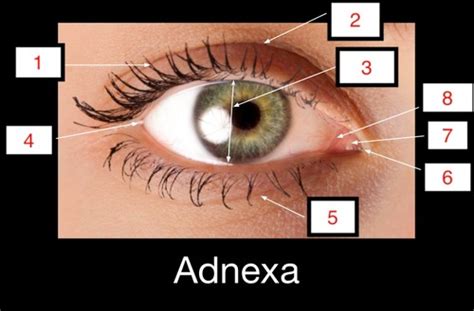 Adnexa And Conjunctiva Flashcards Quizlet