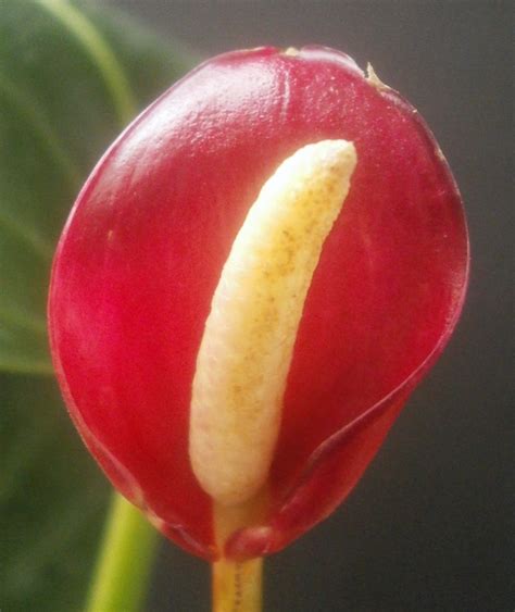 Plants Are The Strangest People Anthurium No 0514 Lauren Ipsum