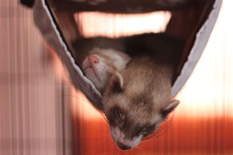guide to ferret hiding step by step 9
