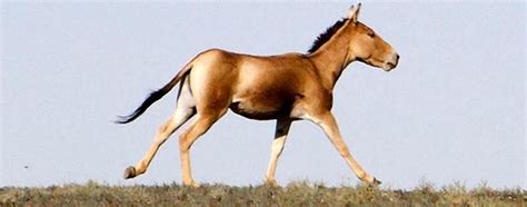 Mongolian Wild Ass