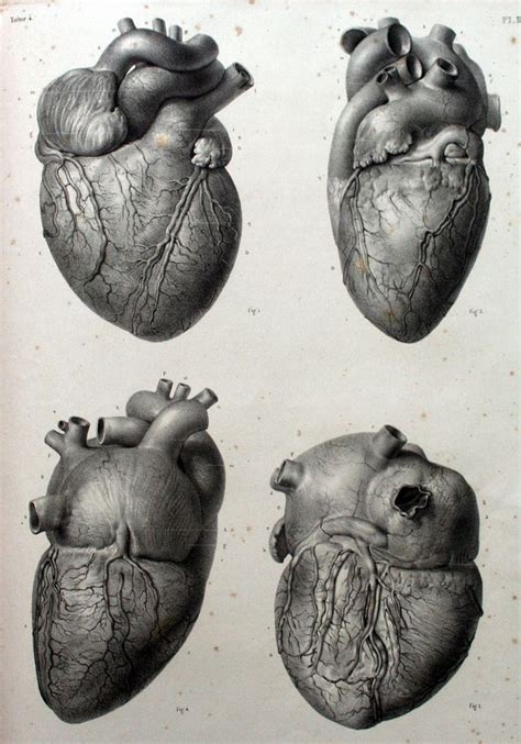 Ovid Lippincott Williams Wilkins Atlas Of Anatomy Artofit