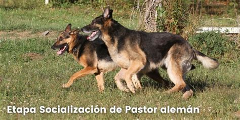 Hasta qué edad crece un pastor alemán Pastor Alemán