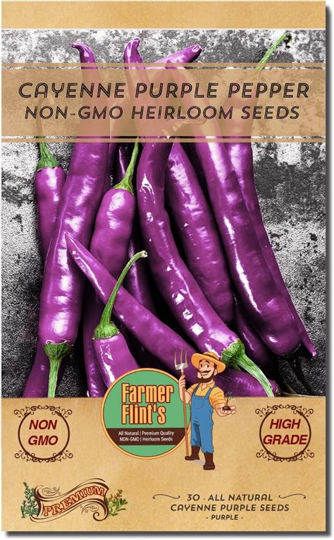 Purple Cayenne Pepper Seeds For Planting Non Gmo Spicy Purple Peppers Pack Of