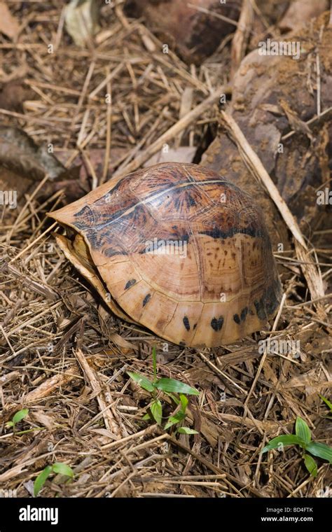 Box Turtle Shell Closed Hi Res Stock Photography And Images Alamy